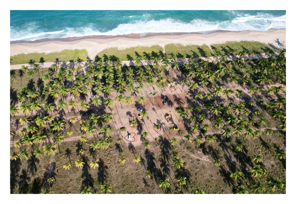 Coqueiral maracaípe